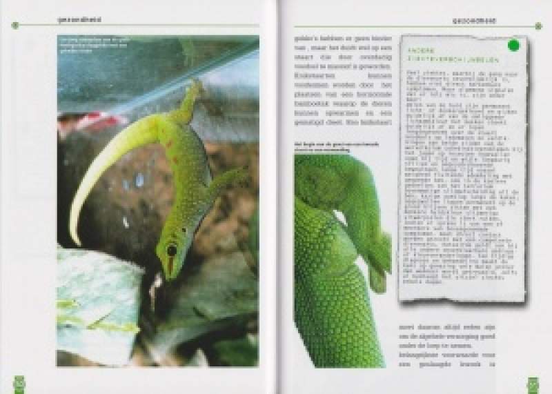 Preview: De grote madacasgar-daggekko